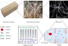 居然还有“蘑菇皮”包包？是用炖小鸡的蘑菇做的吗？ - v2ra小站
