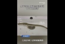 黑鱼被遗忘洗手间存活11个月掉色 超强生命力引围观：准备放生 - v2ra小站