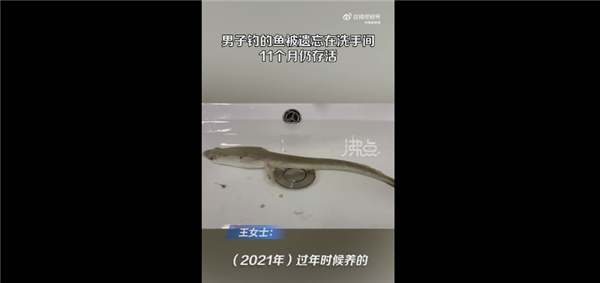 黑鱼被遗忘洗手间存活11个月掉色 超强生命力引围观:准备放生 - v2ra小站