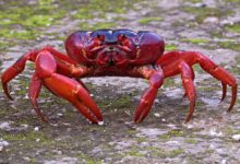 一年一度！澳大利亚圣诞岛红蟹大迁徙：组团过马路场面壮观 - v2ra小站