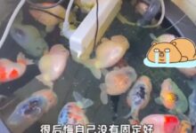 电插排掉进鱼缸 26条金鱼被煮熟！当事人：拔电后水都是烫的 - v2ra小站