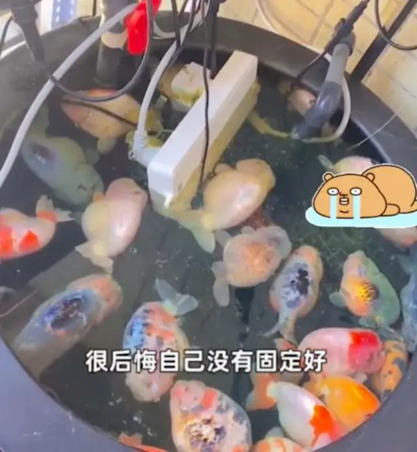 电插排掉进鱼缸 26条金鱼被煮熟!当事人:拔电后水都是烫的 - v2ra小站