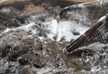 泰国造纸术用便便当原料：每天都是重口味 - v2ra小站