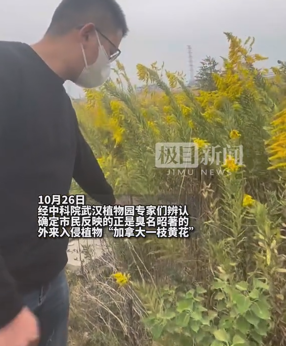 武汉现上千亩加拿大一枝黄花!“霸道”的入侵物种 紧急铲除 - v2ra小站