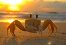 为帮女儿“报仇” 爸爸生吞小螃蟹感染寄生虫 医生提醒 - v2ra小站