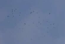 东北出现罕见鹰柱、鹰河奇景：100多只老鹰组队 - v2ra小站