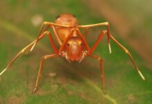 蜘蛛为啥伪装成蚂蚁？真实原因 满是血泪 - v2ra小站