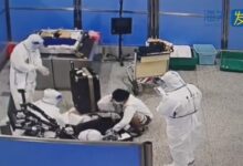 中国海关查获托运行李内藏199只活龟、7条活蛇：涉及濒危 - v2ra小站