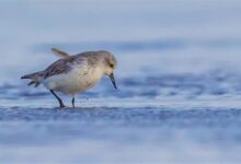 自带“饭勺” 云游八千里：这种小鸟堪称“跨时区旅行家” - v2ra小站