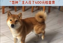 真的狗！狗子腿瘸主人花400元检查后活蹦乱跳 确认是装的 - v2ra小站