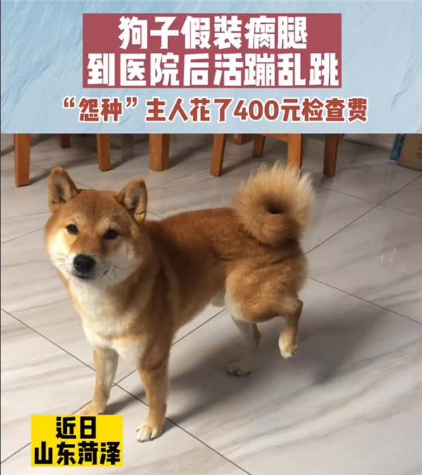 真的狗！狗子腿瘸主人花400元检查后活蹦乱跳 确认是装的 - v2ra小站