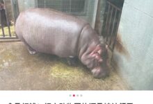 盒马认养了河马？真有这事儿！背后故事令人动容 - v2ra小站