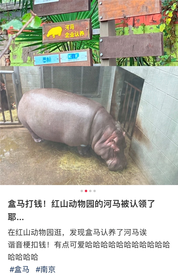 盒马认养了河马?真有这事儿!背后故事令人动容 - v2ra小站