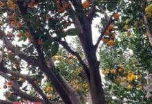 一棵40年果树嫁接出10多种水果 网友：这就是“水果树”吧 - v2ra小站