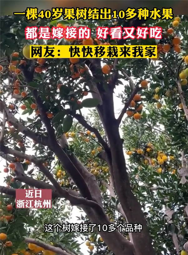 一棵40年果树嫁接出10多种水果 网友：这就是“水果树”吧 - v2ra小站