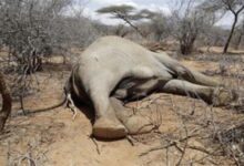 肯尼亚205头大象死亡 罪魁祸首是非洲所有动物、植物“天敌” - v2ra小站