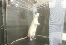 研究表明老鼠天生会跳舞 网友：而我天生四肢不协调 - v2ra小站