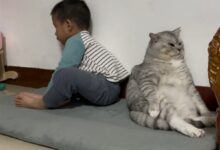 喜欢葛优躺的猫火了：和人类幼崽互不搭理 背靠背生闷气 - v2ra小站