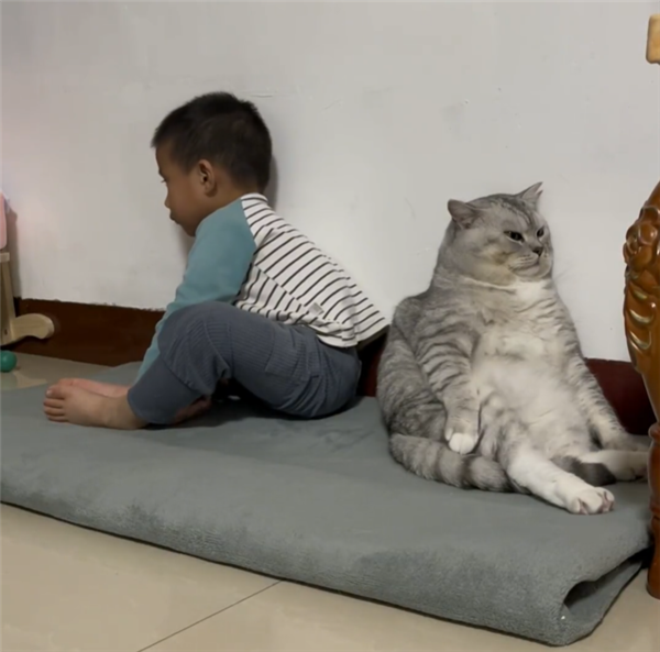 喜欢葛优躺的猫火了:和人类幼崽互不搭理 背靠背生闷气 - v2ra小站