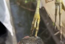 男子遇见现实版鹬蚌相争 砸烂河蚌救出小鸟 网友吵翻 - v2ra小站