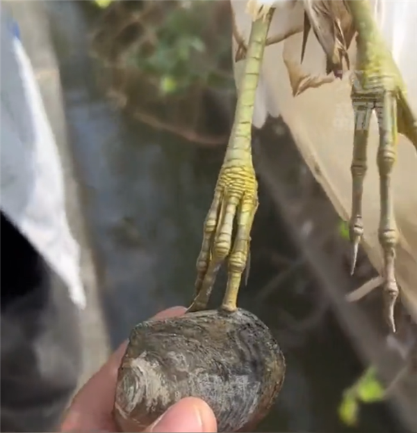 男子遇见现实版鹬蚌相争 砸烂河蚌救出小鸟 网友吵翻 - v2ra小站