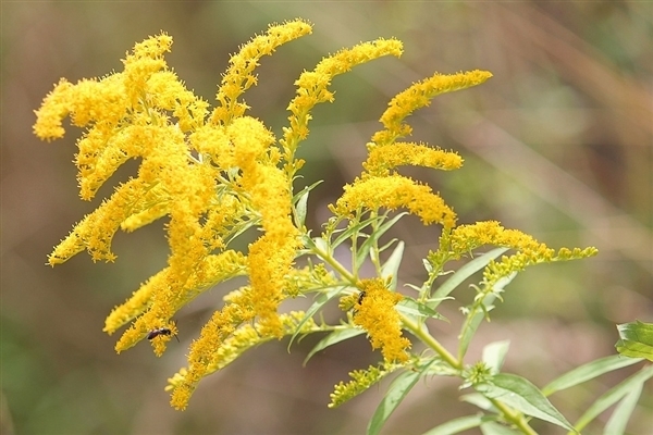 “生态杀手”加拿大一枝黄花遇天敌:成浙江胡羊口中美味 - v2ra小站