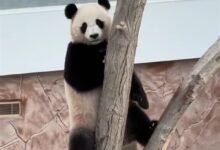 旅居大熊猫只听得懂四川话：卡塔尔饲养员苦练 - v2ra小站