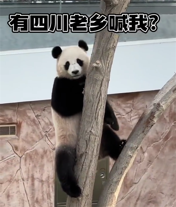 旅居大熊猫只听得懂四川话:卡塔尔饲养员苦练 - v2ra小站