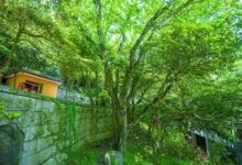 地球独苗：曾经只剩一株！专门配备守卫 为了救它上太空 - v2ra小站