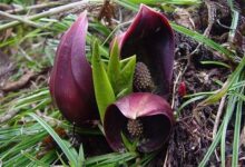 红色、黄色、粉色……为什么从来没见到黑色的花? - v2ra小站