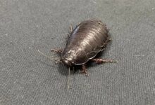 “灭绝”了80多年的蟑螂 怎么又重新出现了？！ - v2ra小站