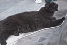 缅因猫因太胖被误当猞猁 送到保护站：网友赋诗一首 - v2ra小站