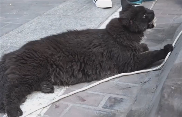缅因猫因太胖被误当猞猁 送到保护站：网友赋诗一首 - v2ra小站