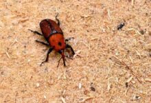 2.5万越南盾1只！越南顶级美食却是生态杀手 严重威胁我国 - v2ra小站