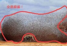 20万只麻雀攻击大象会怎样？来看非洲“流氓鸟” - v2ra小站