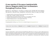 名为“密疣掌突蟾” 广东发现全球新物种:会发出虫鸣 - v2ra小站