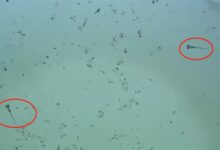 男子放阳台的死水突然变绿长鱼苗！专家科普：鱼卵可休眠多年 - v2ra小站