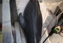 湖南疑似有人钓起濒危江豚 官方回应：正全力查证 - v2ra小站