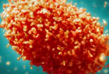 原名太过污名化 世卫组织宣布猴痘病毒新名称“mpox” - v2ra小站