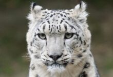 青海三江源雪豹“怼脸照”火了：又威武又可爱 萌态十足 - v2ra小站