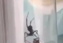 比响尾蛇毒性强10倍以上：厦门海关截获1只活体黑寡妇 - v2ra小站