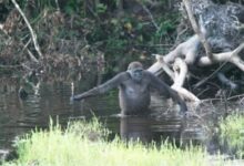 为什么人类会褪去毛发？3种假说 你觉得哪个有道理？ - v2ra小站