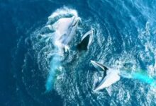 央视展示布氏鲸捕食航拍视频：整口吞下一群 鱼画面太震撼 - v2ra小站