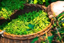 普洱茶致癌？喝茶会肾结石？茶叶的这5个流言 你信了吗？ - v2ra小站