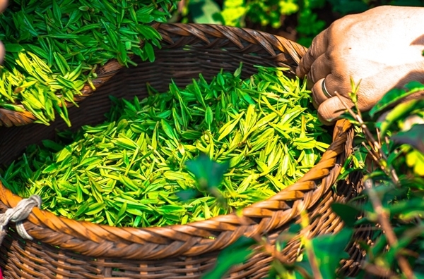 普洱茶致癌?喝茶会肾结石?茶叶的这5个流言 你信了吗? - v2ra小站