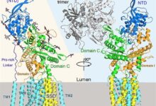 归国科学家颜宁回应研究方向正被AI取代：还停留在2017年的水平 - v2ra小站