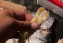 警惕骗局！男子400元路边买海鲜：解冻后发现全是空壳 - v2ra小站