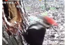 一天啄木12000次 啄木鸟怎么还没脑震荡？ - v2ra小站