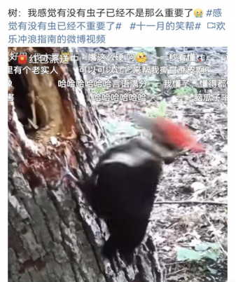 一天啄木12000次 啄木鸟怎么还没脑震荡？ - v2ra小站
