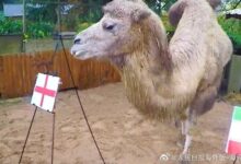 英国骆驼预测世界杯比赛结果：卡塔尔要输 - v2ra小站